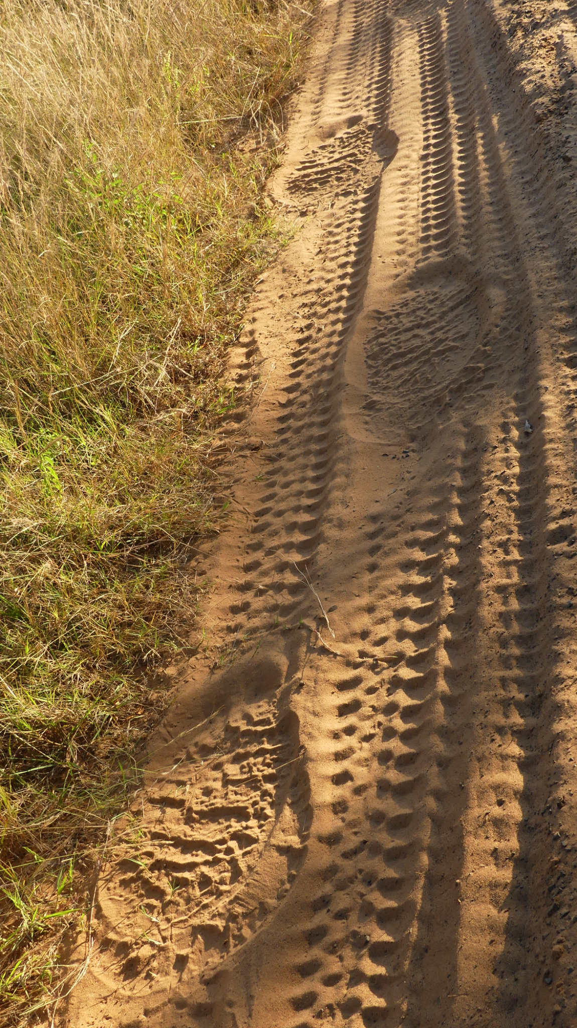 Elephant tracks